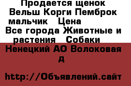 Продается щенок Вельш Корги Пемброк мальчик › Цена ­ 65 000 - Все города Животные и растения » Собаки   . Ненецкий АО,Волоковая д.